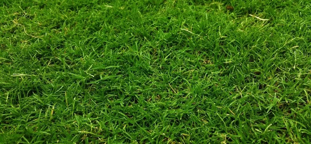 Choosing the right artificial grass pile height